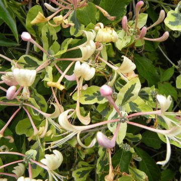 Caprifoglio HARLEQUIN ® Sherlite