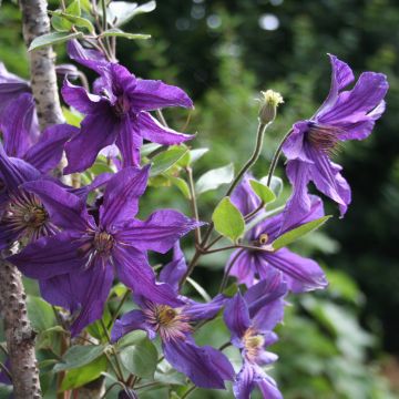 Clematide arbustiva SAPHYRA ® Violetta