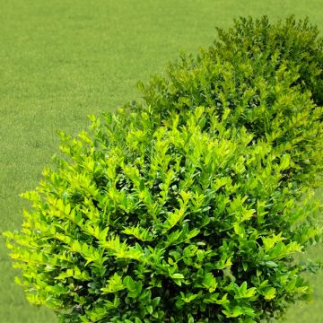 Lonicera nitida o Caprifoglio arbustivo GARDEN CLOUDS ® green breeze