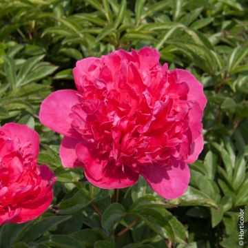 Peonia erbacea lactiflora ibrida Félix Crousse