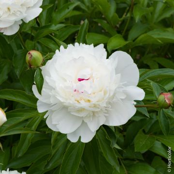 Peonia erbacea lactiflora ibrida Festiva Maxima