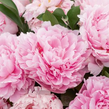 Peonia erbacea lactiflora ibrida Sarah Bernhardt