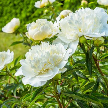 Peonia erbacea lactiflora ibrida Duchesse de Nemours