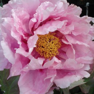 Peonia arbustiva Yatsukajishi