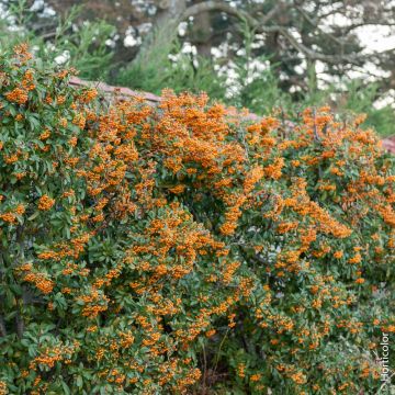 Piracanta SAPHYR ® Arancione 'Cadange'