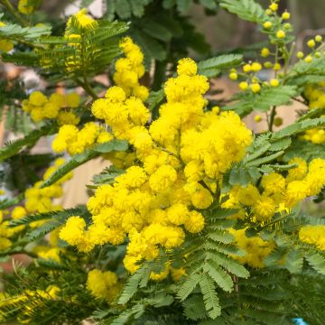 Mimosa d'inverno Le Gaulois, Acacia dealbata