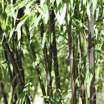 Bambù Phyllostachys Nigra