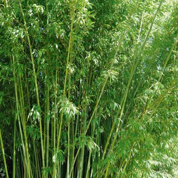 Bambù Phyllostachys Rubromarginata