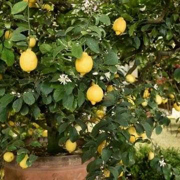 Limone Citrus Limon Meyer