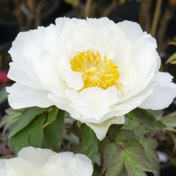 Peonia arbustiva Renkaku