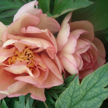 Peonia ibrida intersezionale o Paeonia X Itoh Callies Memory