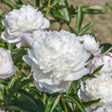 Peonia arbustiva bianca Xue Ta