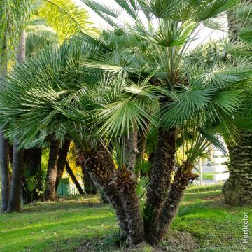 Palma Chamaerops humilis o palma nana mediterranea
