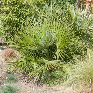 Palma Chamaerops humilis ‘Compacta’ o Palma nana mediterranea compatta