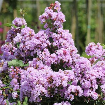 Lagerstroemia INDIYA CHARMS ® CAMAÏEU D'ETE ® 'Indycam' ou lilas des Indes rose pastel