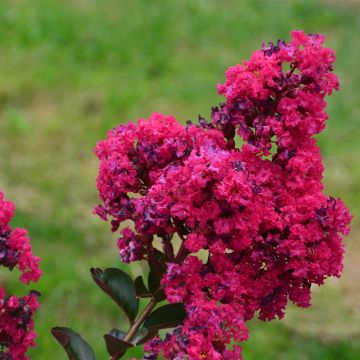 Lagerstroemia INDIYA CHARMS ® FUCHSIA D'ESTATE ® 'Indyfus' o Lillà delle Indie rosa fucsia