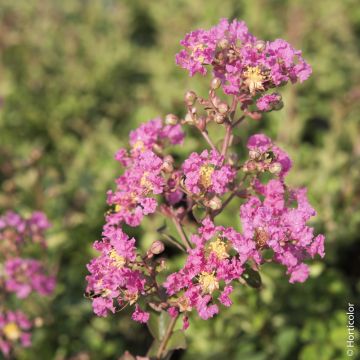 Lagerstroemia indica o Lillà delle Indie rosa indiano