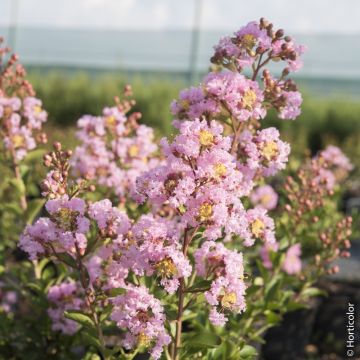 Lagerstroemia indica o Lillà delle Indie rosa Thé