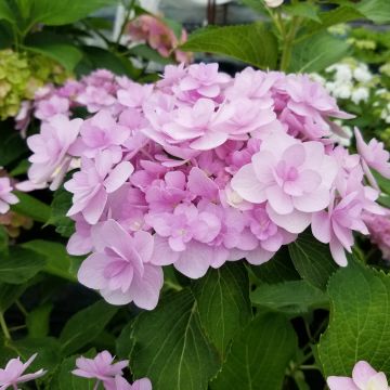 Ortensia o Hydrangea macrophylla YOU & ME® Forever RIE 01