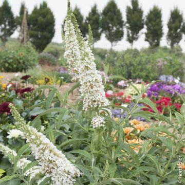 Albero delle farfalle, buddleia o Buddleja davidii White Profusion