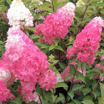 Ortensia paniculata o Hydrangea paniculata FRAISE MELBA® Renba