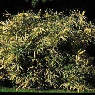 Bambou Hibanobambusa tranquillans Shriroshima