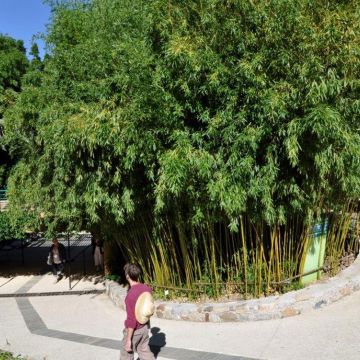 Bambù Phyllostachys humilis