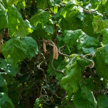 Nocciolo contorto o Corylus avellana 'Contorta'