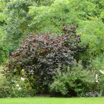 Noisetier tortueux à feuillage pourpre ou Corylus avellana 'Red Majestic' cov