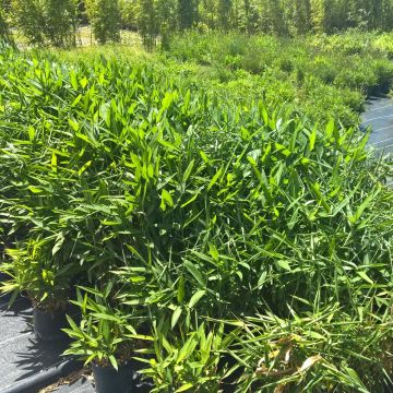 Bambù Sasa Tsuboiana