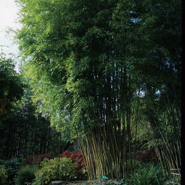 Bambù Phyllostachys nigra Henonis