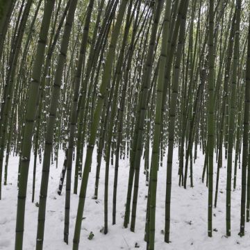 Bambù Phyllostachys viridiglaucescens