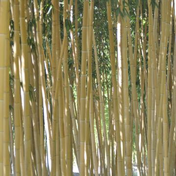 Bambù Phyllostachys vivax Aureocaulis