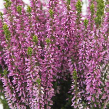 Bruyère d’été ou calluna vulgaris BEAUTY LADIES Rose