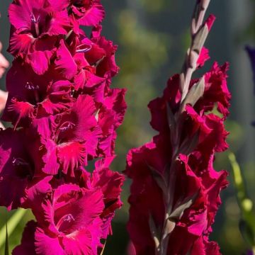 Les fleurs roses du glaïeul Bambino San Siro illuminent vos espaces !