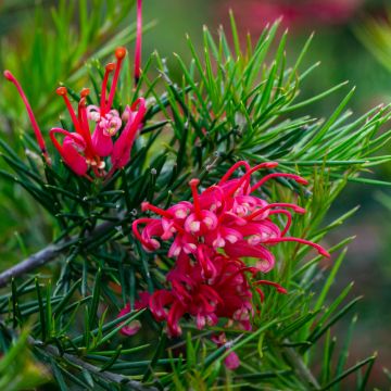 Grevillea juniperina o grevillea a foglie di ginepro