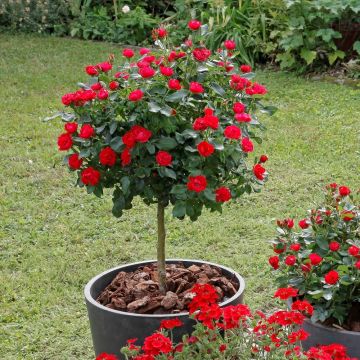 Rosa Mini Alberello ZEPETI ® Meibenbino