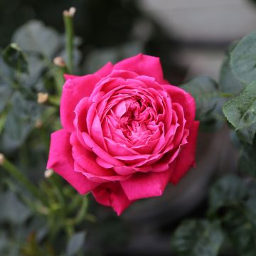 Roseto arbustivo ALEXANDRE ASTIER ® Meilehagan