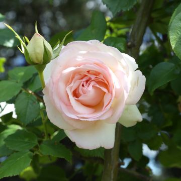 Rosa rampicante André Le Nôtre ® Meilinday