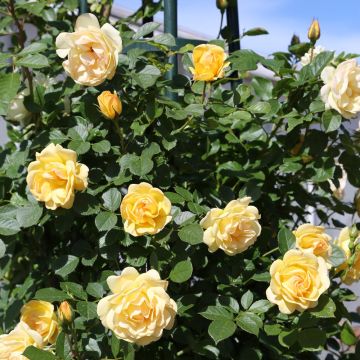 Rosa rampicante Golden PAREO ® Meipiyou