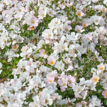 Rosier CHAMPS ELYSEES ® Meiplumty