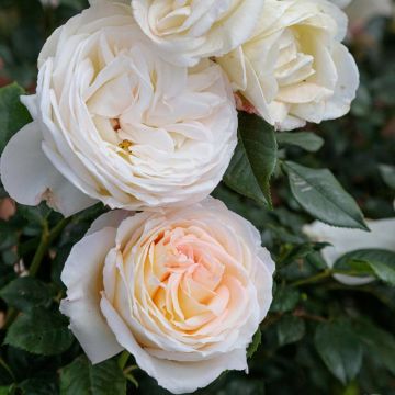 Rosa CAMILLE CLAUDEL ® Meiroguste