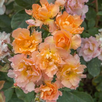 Flame ORIGAMI ® Meitincel