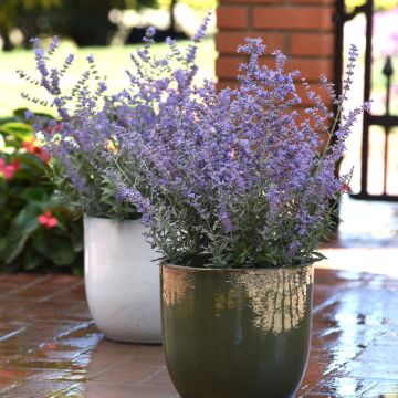 Perovskia BLUESETTE