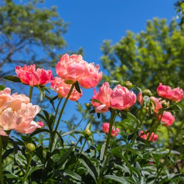 Peonia ibrida Coral Charm