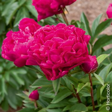 Peonia erbacea lactiflora ibrida Karl Rosenfield