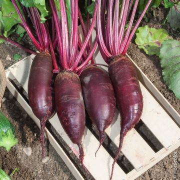 Barbabietola Cylindra BIO