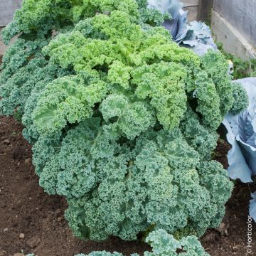 Cavolo Riccio (Kale) Westlandse Winter BIO