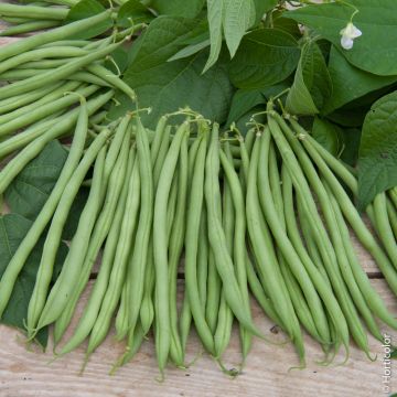 Fagiolini o Fagioli mangiatutto Nani senza filo Cupidon