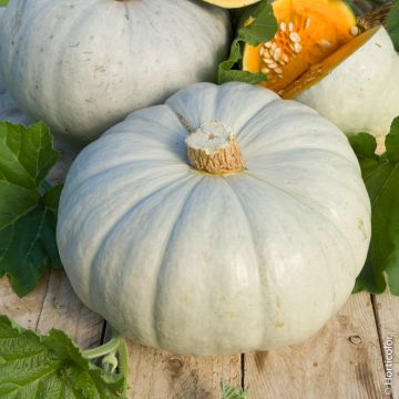 Zucca Blu d’Ungheria BIO